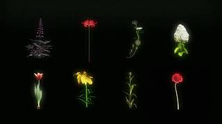 Hidden Patterns - Motion design generic