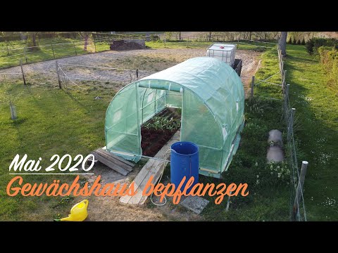 Video: Bildung Und Fütterung Von Tomaten, Gurken, Paprika Und Auberginen