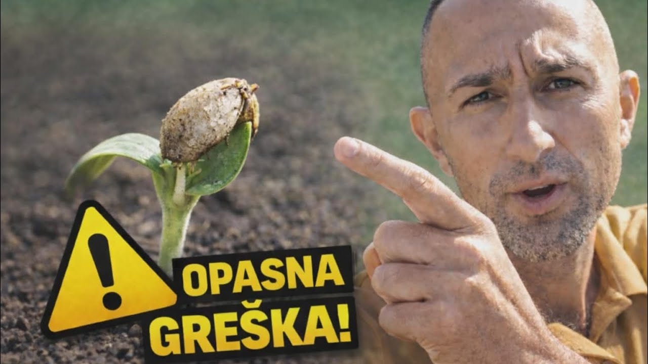Rasad ne otvara prve listove? Sjemenka ostaje na listu i posle nicanja?