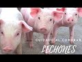 Antes de comprar LECHONES para ENGORDE mira este video | Mi Proyecto Porcino #storytime