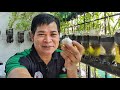 Papaano magtanim ng garlicbawang sa pet bottle with eng sub