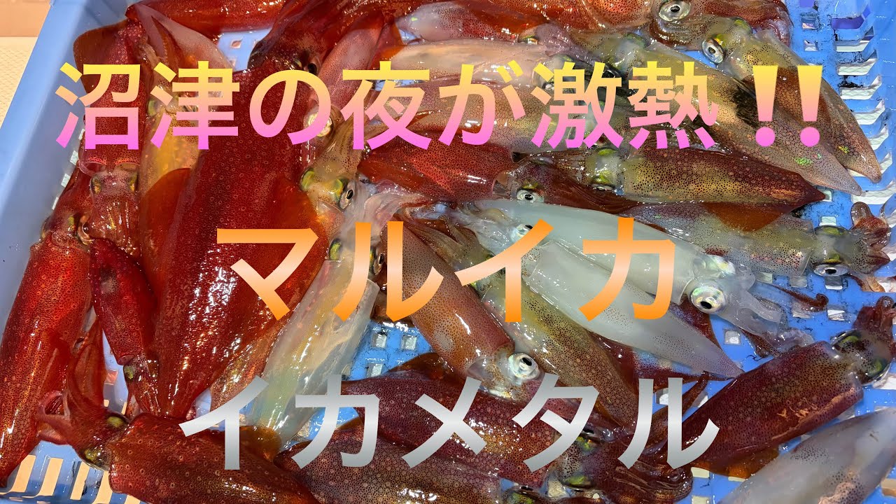 沼津の夜は異常な熱さ　マルイカ奮闘記その1