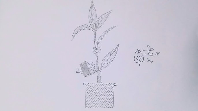 Qirolichalarning fohishalari Qirolichalarning fohishalari