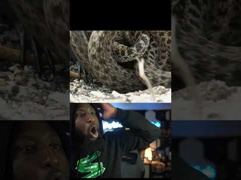 Snake vs Iguana Pt 2
