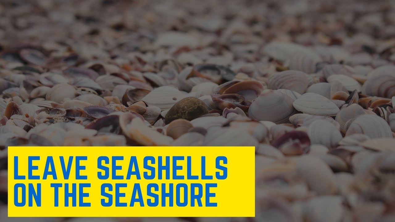 Leave the seashells on the Seashore