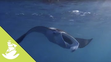 The bacteria responsible for life on earth