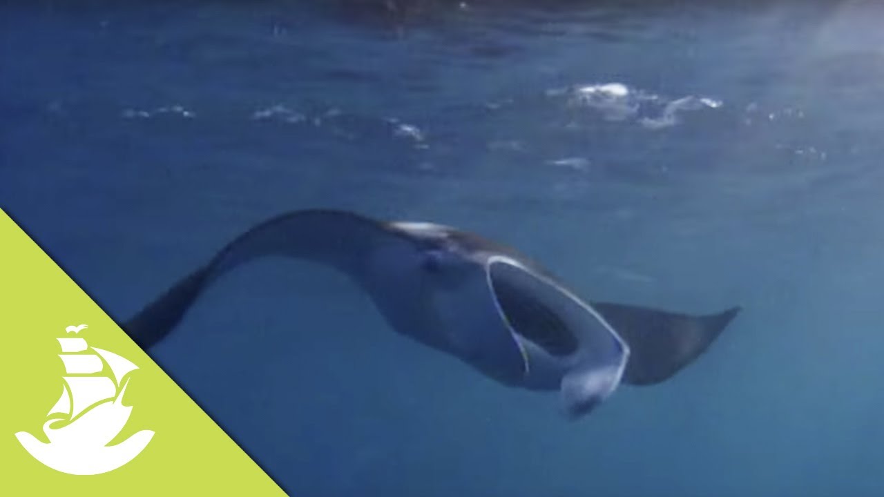 The bacteria responsible for life on earth