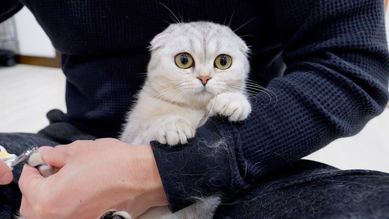 Котенок был таким милым, когда начал стричь когти, а потом заснул и прильнул к моей руке!