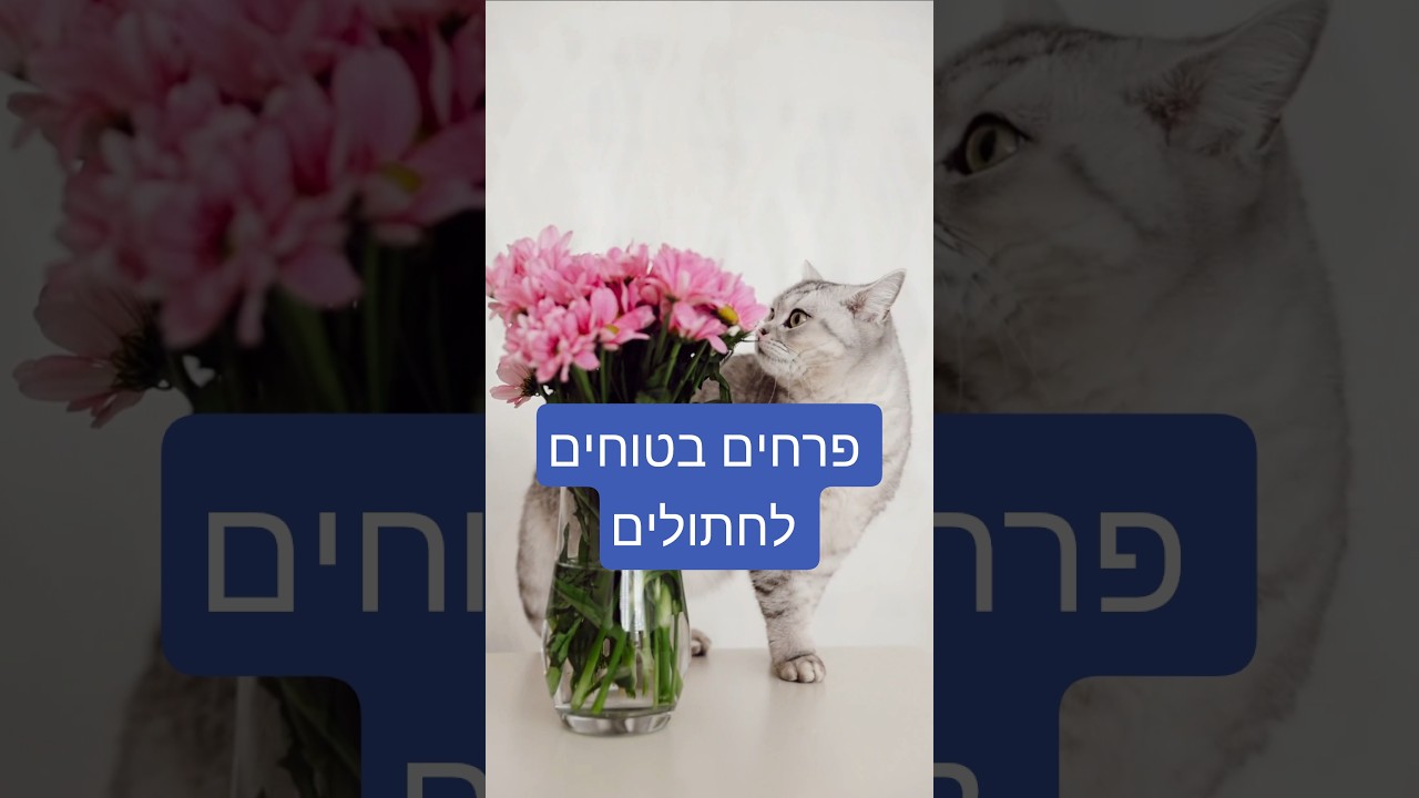 כל כך הרבה פרחים רעילים לחתולים... אבל אלה 8 הפרחים שאת כן יכולה לגדל בשקט. #מומחיתחתולים #חתולים