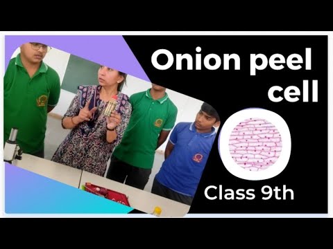 PREPARATION OF TEMPORARY SLIDE FOR ONION PEEL CELLS - YouTube