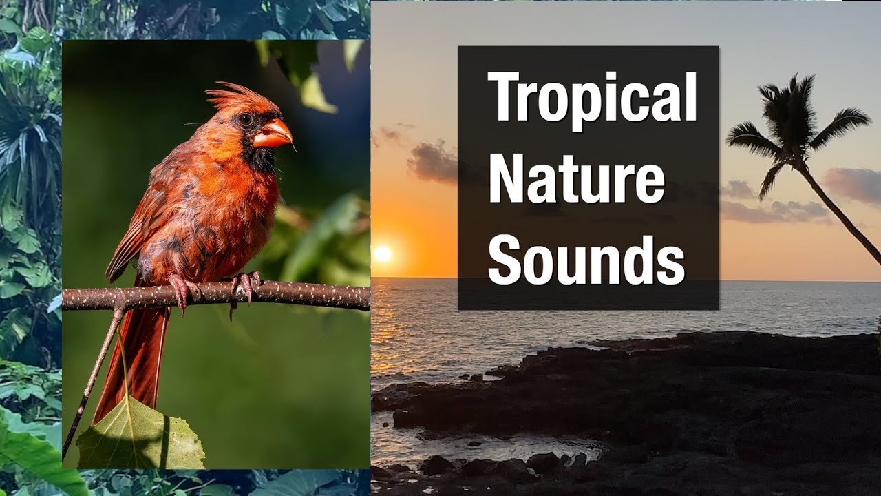 TAHI　3x2 nature sound Nature Sound 17 - THE MOST RELAXING SOUNDS - - YouTube