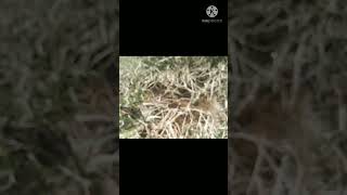 IKAN HARIAN BESAR MAKAN UMPAN BELUKUK