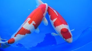 Modern Koi Blog #1994 - Hiroshima Nogyosai Koishow 2017