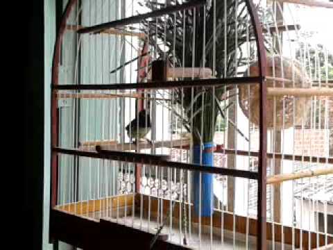 Canto De Papa Capim Siu Siu Papa Capim Siu Siu De Buerarema Youtube