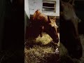Scotch, unser kleiner Quarter, zieht bei uns ein🥰