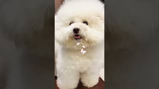 funny dogs#pets #youtubeshorts #cute #puppy #love
