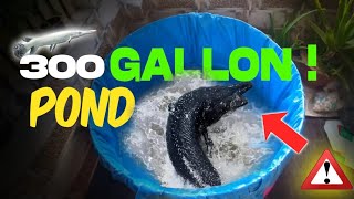 Alligator Gar Pond Making || How to Make Alligator Gar Tank Cheapest Price #alligatorgar
