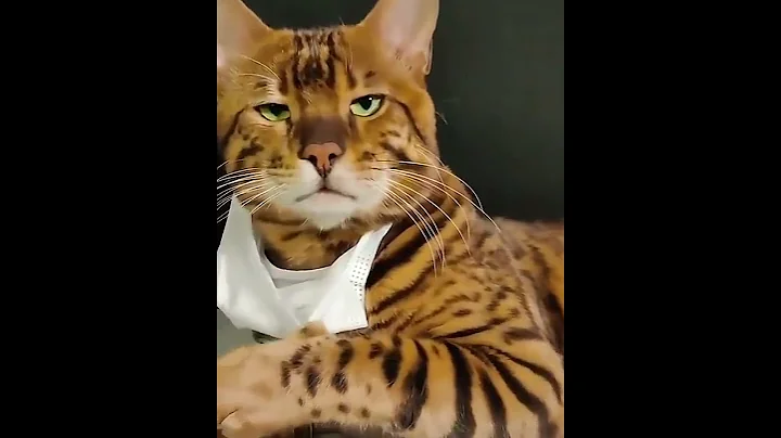 Watch the video about Omggg CUTE cat reaction 😸 | Funny cat videos compilation 2021 #shorts