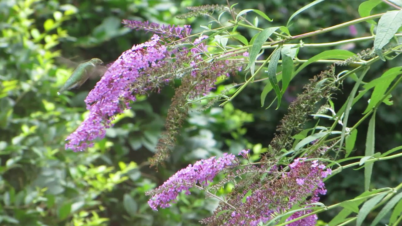 Amazing beautiful Hummingbird moment in Philadelphia