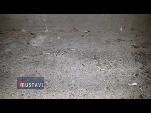 გველი სადარბაზოში