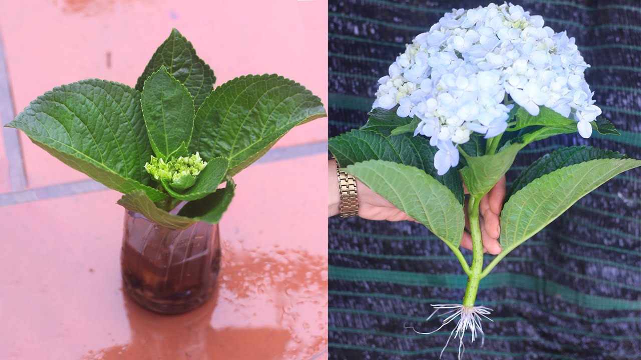 Effects of honey and banana with hydrangea | Breeding Hydrangea