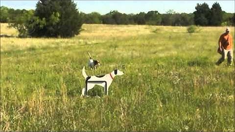 Steady to Flush & Backing