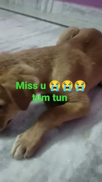 miss-you-bhut-sara-tun-tun-youtube
