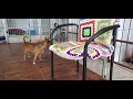 Слепой Хрусталик #cat и другие