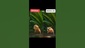 Hey my name is clara the capybara and I