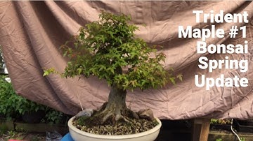 Bonsai Trident Maple #1 Spring Update - progress on trees