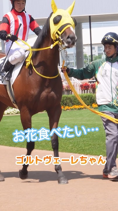 黄色いメンコがよく似合う【ゴールドシップ】の娘のゴルトヴェーレちゃん!お花たべたいなぁ YouTube