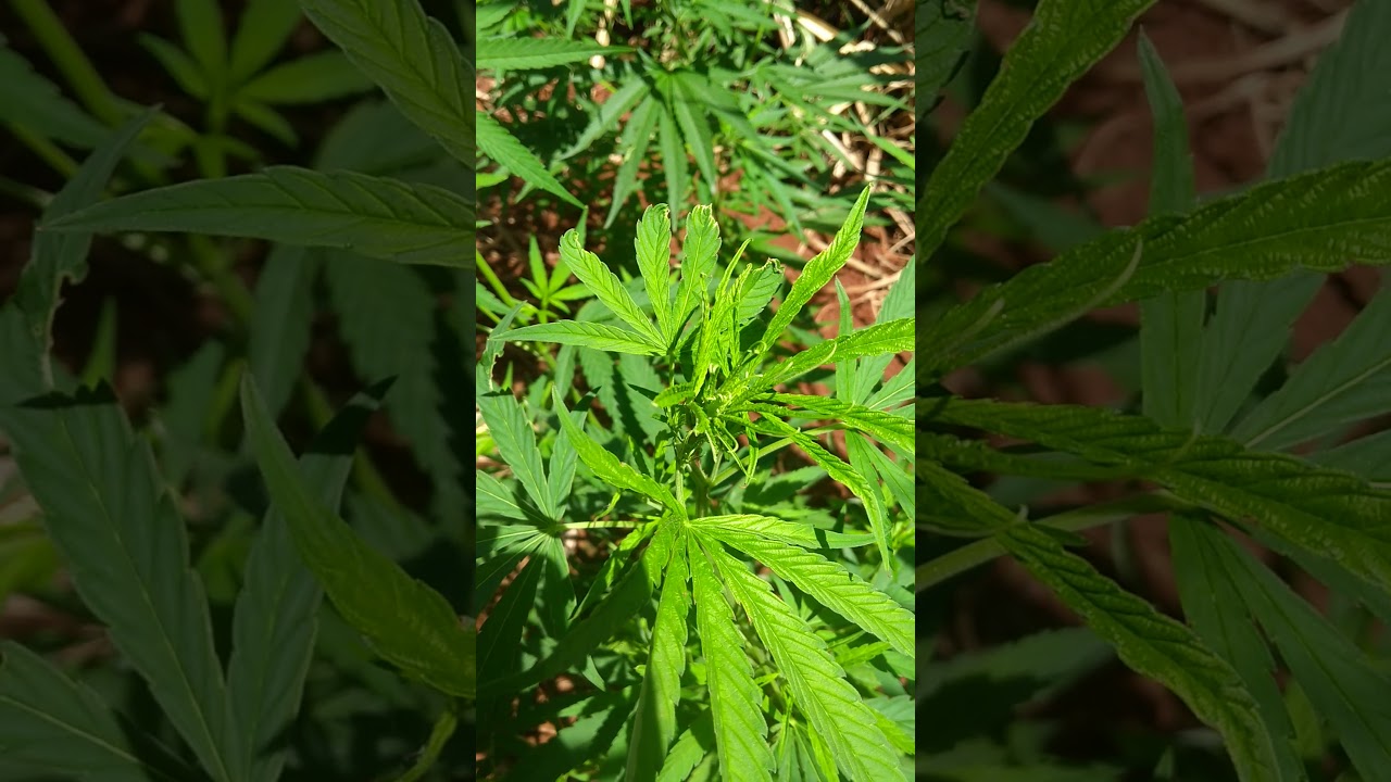 Canabis White mango sorteio Billy grower