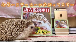 ステッカー販売開始のお知らせ੯•́ʔ̋ ͙͛*͛ ͙͛*͛ ͙͛̋و by はりちゅうどっとこむ 2,047 views 5 years ago 3 minutes, 37 seconds