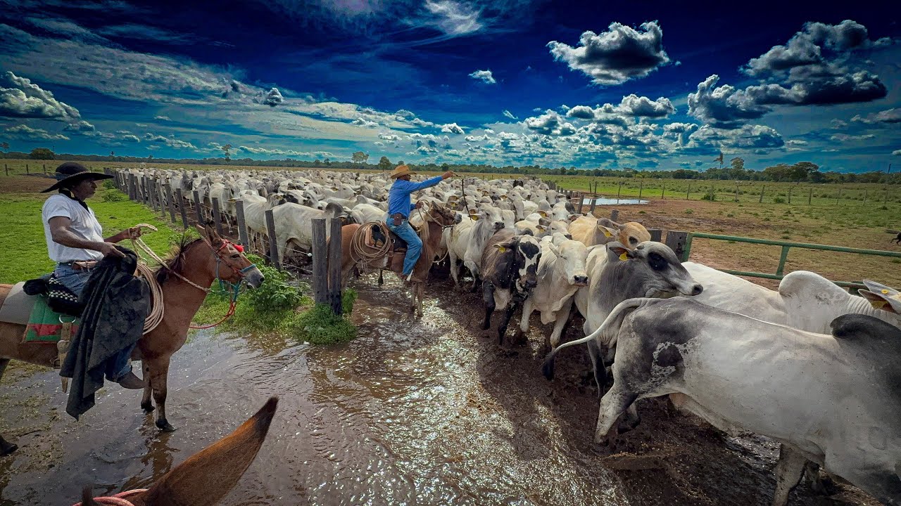 Boiada bruta difícil de afinar na porteira.
