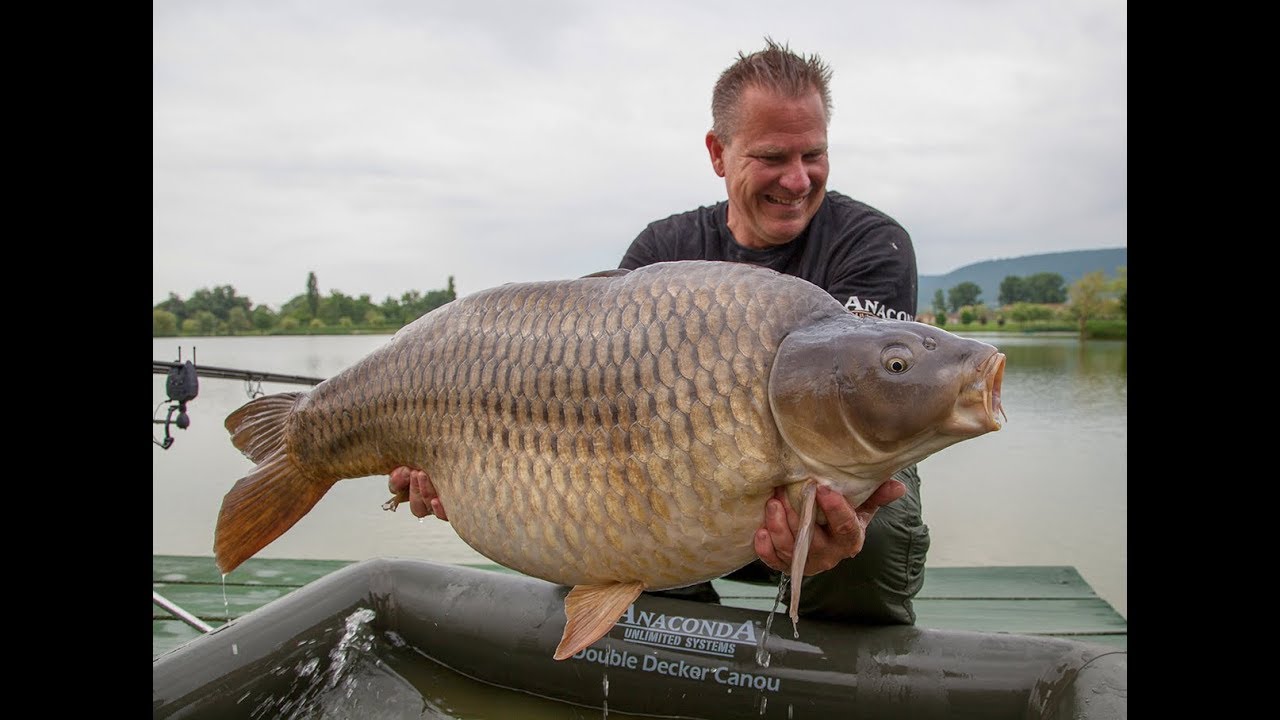 New Update GOLDEN SCALES - Der Anaconda Film für Karpfenangler
