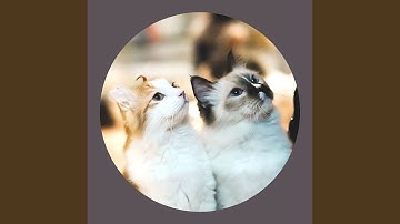 Mysterious Bossa Nova - Vibe for Keeping Cat Relaxed