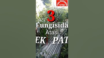 # Short - 3 FUNGISIDA Mengendalikan Penyakit PATEK Pada Tanaman Cabai - Mengatasi PATEK