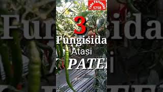 # Short - 3 FUNGICIDES Controlling PATEK Disease in Chili Plants - Overcoming PATEK
