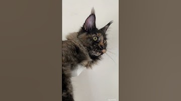 Say Hello To Rayla | Maine Coon Cat | Cat Videos #cat #mainecoon #shorts