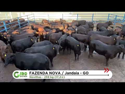 NOVILHADA ANGUS DÁ ESPETÁCULO DE ACABAMENTO DE GORDURA COM MAIS DE 17@ EM GOIÁS
