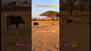 Download Lagu aakhirkar ganda kar kya raha hai Shero ke sath😂😂😶 #shortvideo #viralstar #animals #lion MP3
