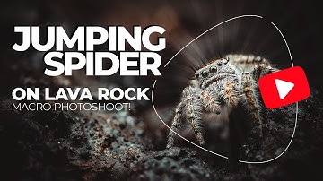 Jumping Spider on Lava Rock - Macro Photoshoot!