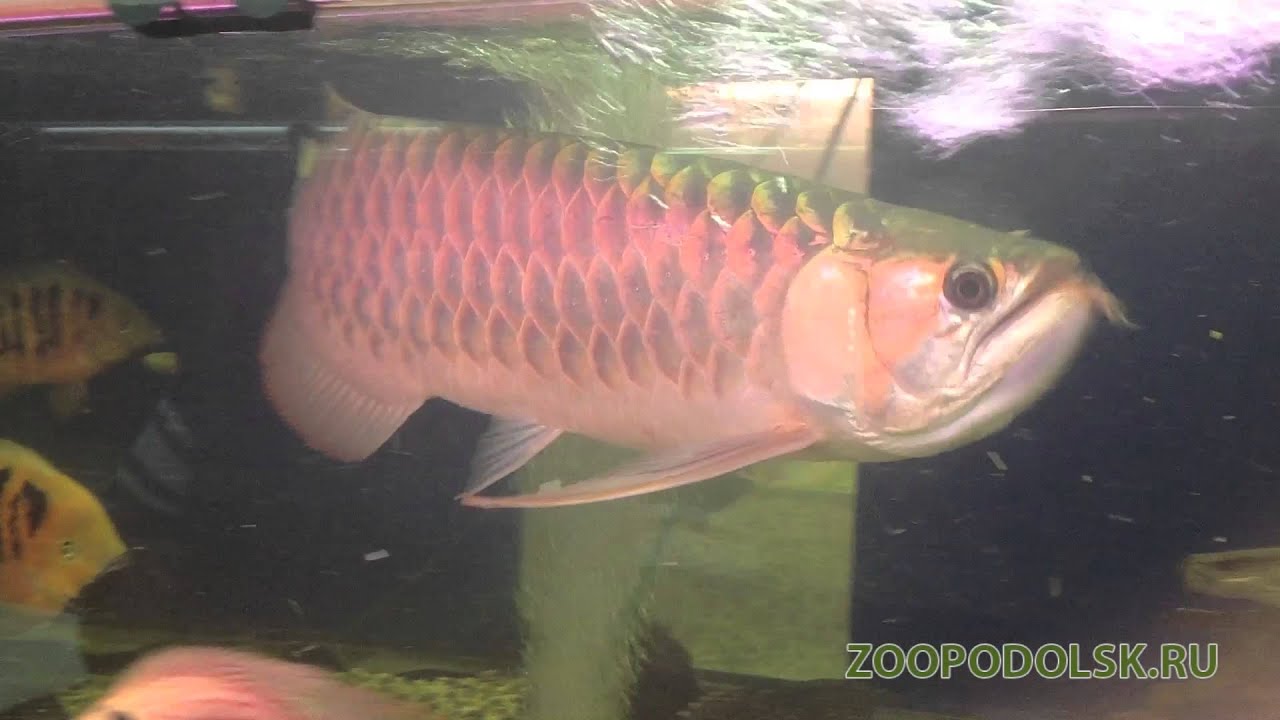   Super Red Arowana super red arowana 