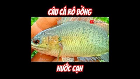 Câu Cá Rô Đồng Nước Cạn./#fishing ./#shorts ./#caucarodong./@thachhauvlog83 .