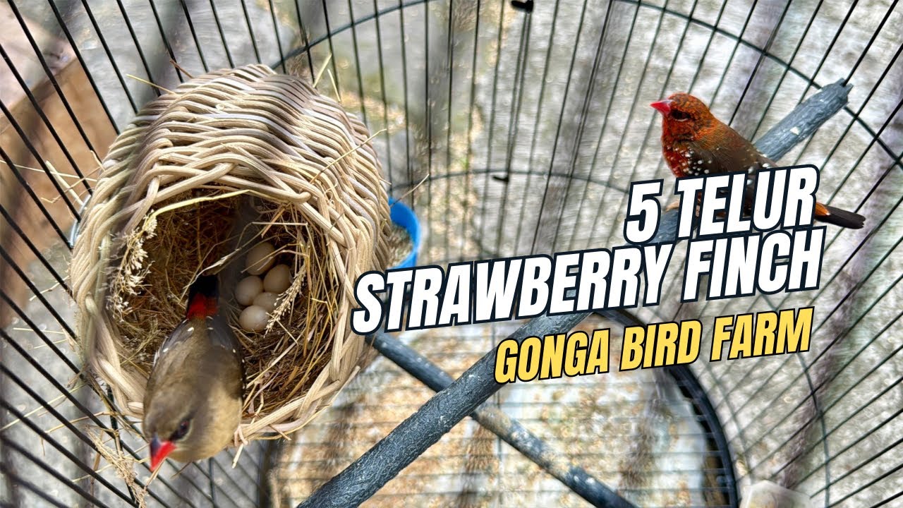 5 TELUR STRAWBERRY FINCH #strawberrfinch #burungfinch #ternakfinch #usahaternakburung #burunghias 