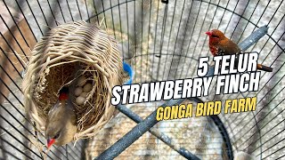 5 STRAWBERRY FINCH EGGS #strawberryfinch #finchbirds #finchbreeding #birdbreedingbusiness #orname...