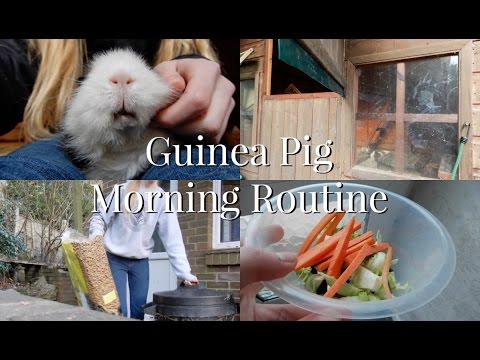 camera iphone 8 plus apk Guinea Pig Morning Routine | Imy'sAnimals