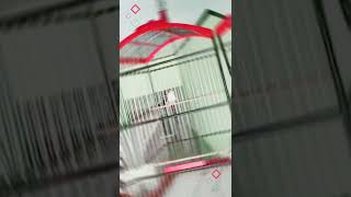 Ciblek Kristal Albino Istimewa