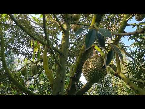 Video TP0026 Bán vườn sầu riêng diện tích lớn nhất gần trung... - youtube