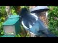 Magpie Bird On Spring Sunday Visit To My Cottage Garden Scone Perth Perthshire Scotland